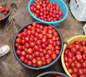 Tomate Fresco a Granel - Bacia Cheia 