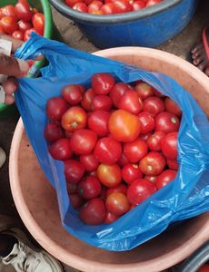 Tomate Fresco - Bacia Quase Cheia 
