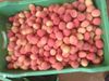 Lichia Fresca Premium 1 kg